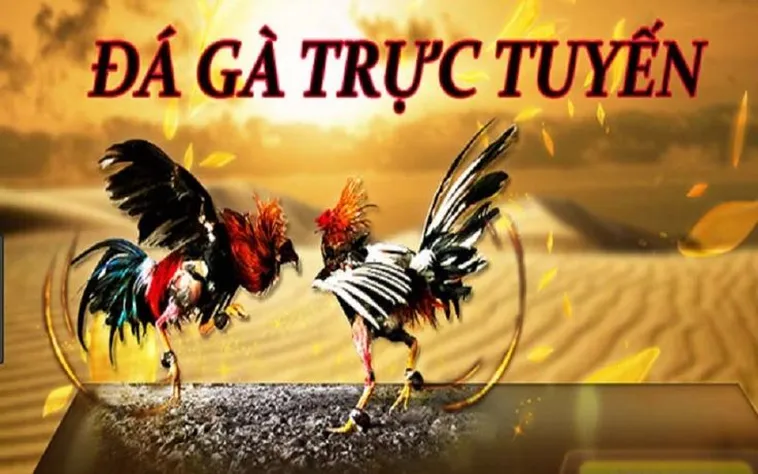Đá Gà Hi88 Đỉnh Cao Giải Trí Cá Cược Hấp Dẫn Nhất 2025